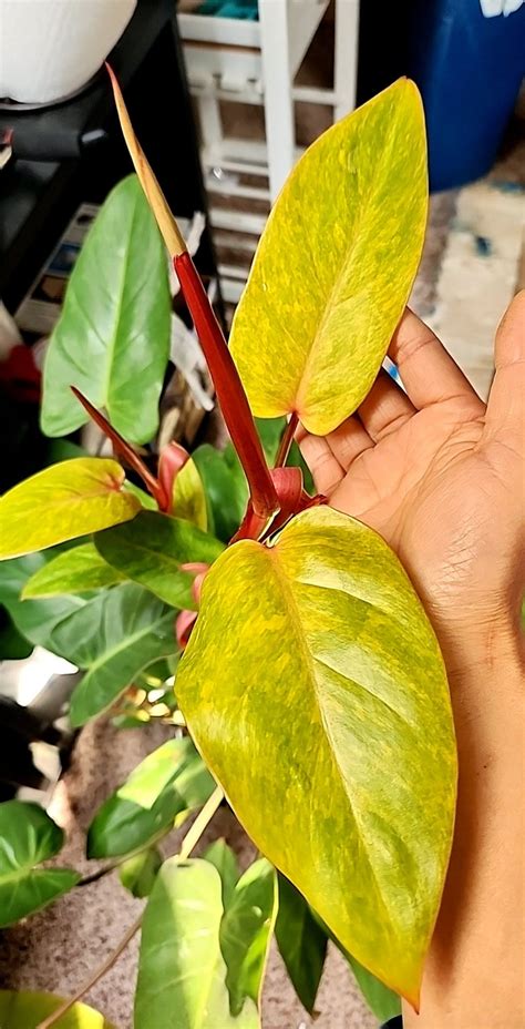 Philodendron Painted Lady - Etsy