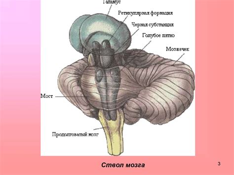 Рефлексы головного мозга - презентация онлайн