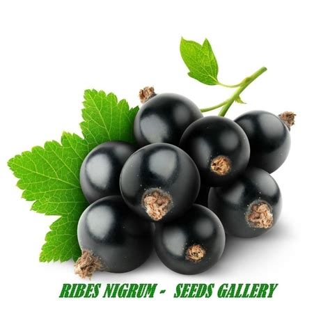 Blackcurrant Seeds (Ribes nigrum) - Price €1.95