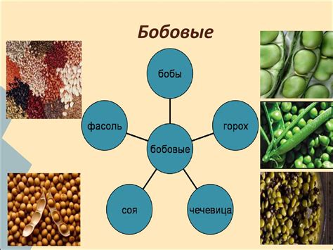 Блюда из круп, бобовых и макаронных изделий. (6 класс) - презентация онлайн