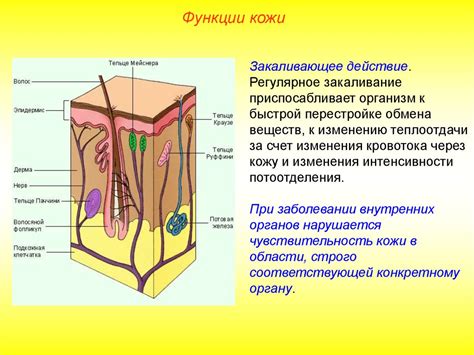 Кожа, строение и функции - презентация онлайн