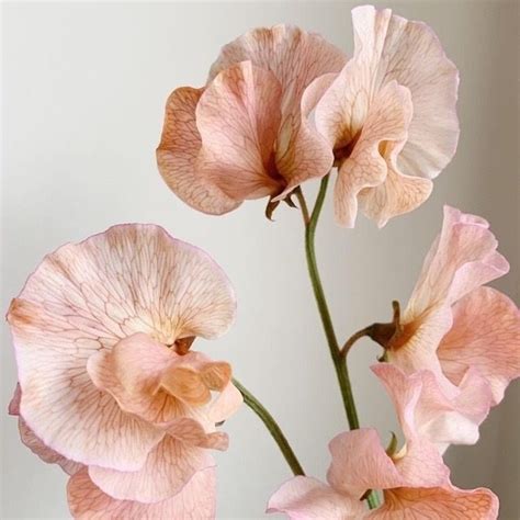 Орхидея | Beautiful flowers, Flower arrangements center pieces, Flower ...