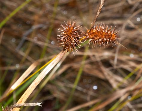 Carex flava