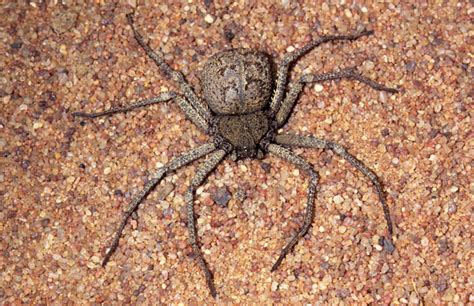 Sicarius (six-eyed crab spiders, six-eyed sand spiders)