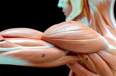 Muskler – et undervisningsmateriale til naturteknologi mellemtrin