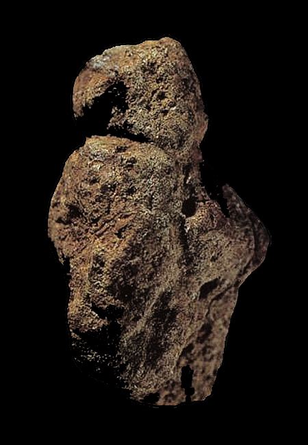 Homo erectus georgicus