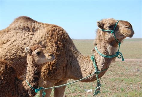 Morocco Dromedary Mother - Free photo on Pixabay