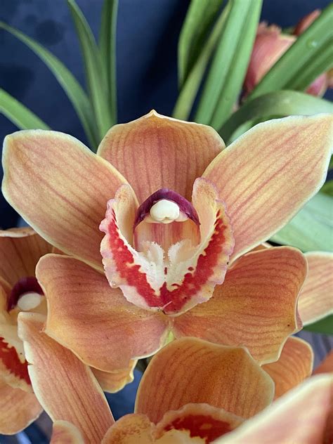 Cym ‘Hidden Valley’ | Southern Suburbs Orchid Society Inc.