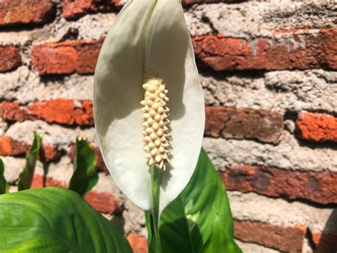 how to make a peace lily bloom