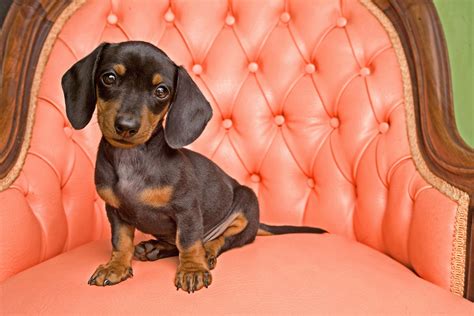 What Is The Best Dog Breed For Apartment Living