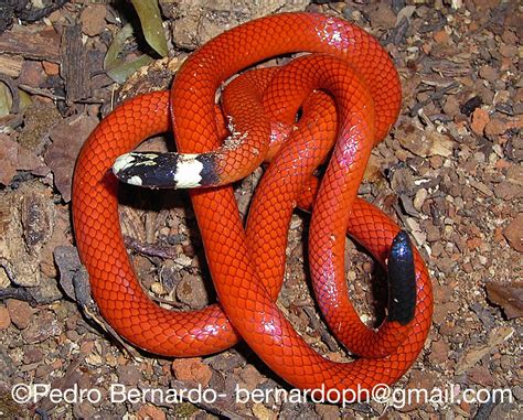 Cobra Laranja E Preta