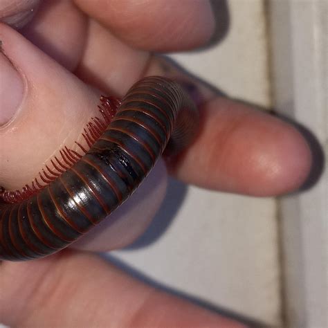 Help!! : r/millipedes