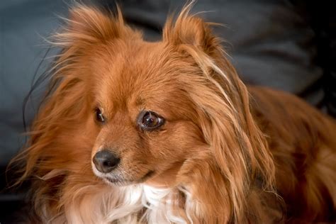 Pomchi Mixed Dog Breed Pictures, Characteristics, & Facts