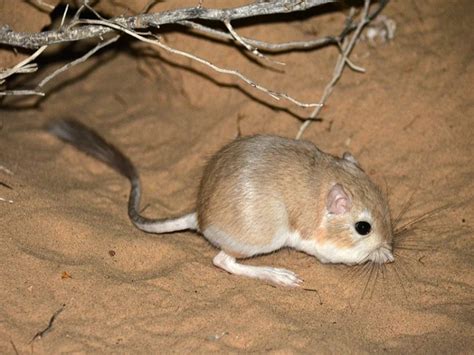 Desert Kangaroo Rat - Interesting Animals