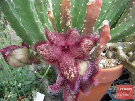 Стапелия крупноцветковая (Stapelia grandiflora) — описание, выращивание ...