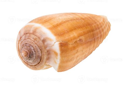 seashell  cone snail isolated  white  stock photo  vecteezy