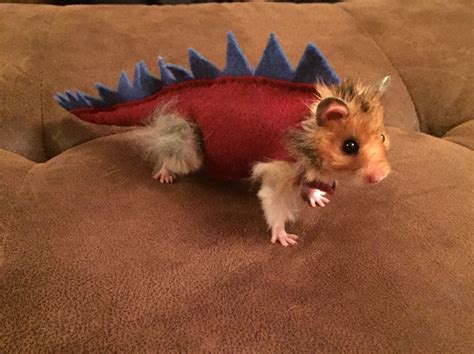 Hamster Wearing A Costume at Madison Service blog