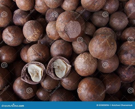 Macadamia stock foto. Image of ronde, thailand, bruin - 82800896