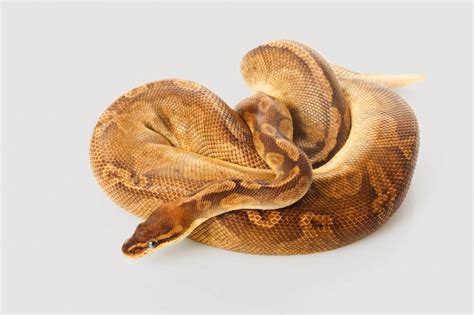6 Most Expensive Ball Python Morphs of All Time | LoveToKnow Pets