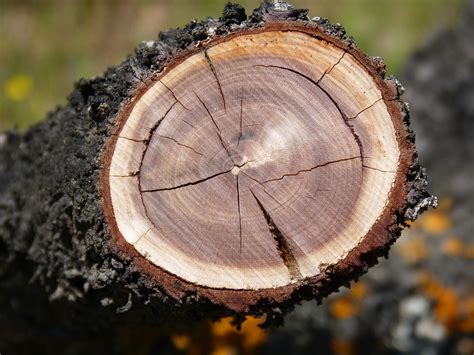 Годовые кольца (много фото) - treepics.ru
