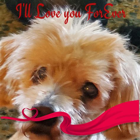 Lost and Found Pets-Roanoke, Va and Surrounding Areas | Facebook