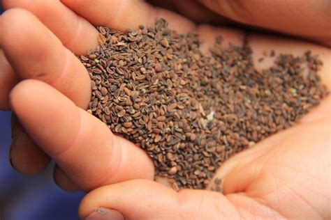 intellectual property rights  seed resources tools organic seed