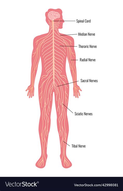 Nervous system neurology composition Royalty Free Vector