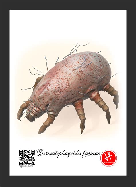 ArtStation - Dermatophagoides farinae