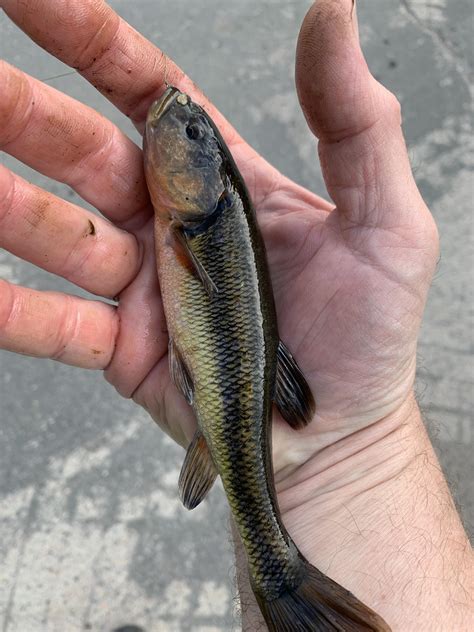 Aggressive chub smacked my bait : r/MicroFishing