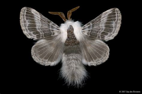 Large Tolype Moth (7670 - Tolype velleda)