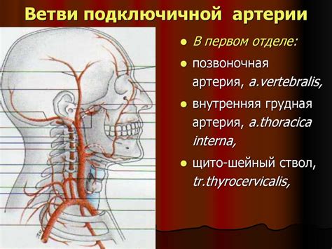 Сосуды головы и шеи - презентация онлайн