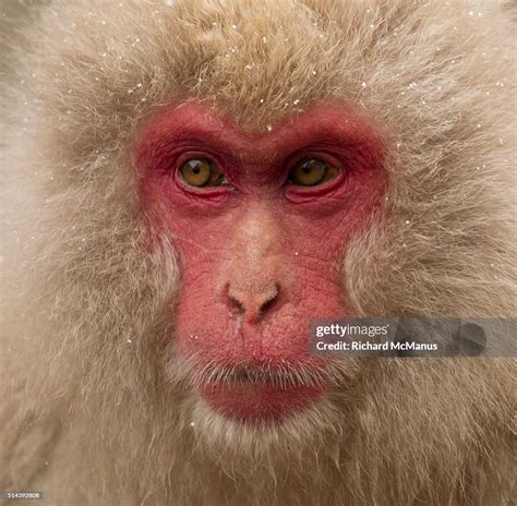 Japanese Macaque Posing High-Res Stock Photo - Getty Images