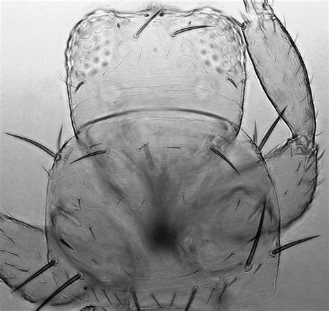 factsheet frankliniella bispinosa