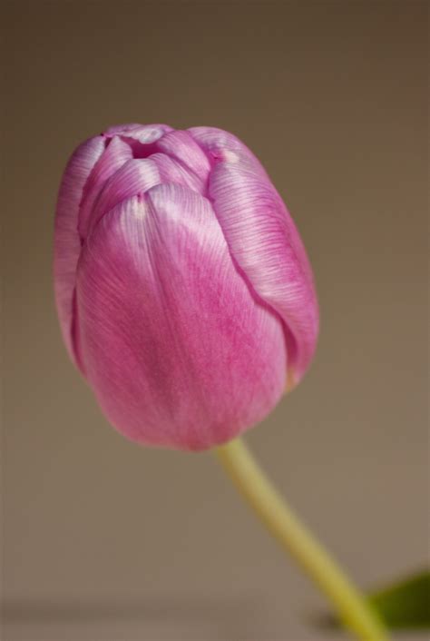 Fotos gratis : flor, pétalo, tulipán, rosado, de cerca, brote ...