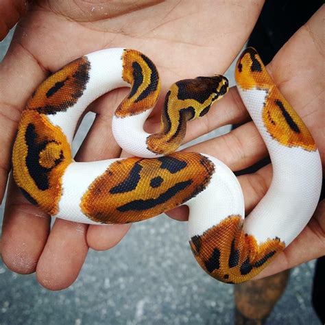 beautiful piebald ball python   amazing jack  lantern pumpkin