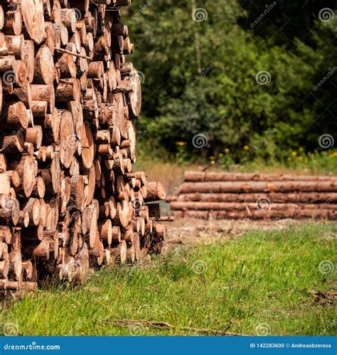 Pine Tree Forestry Exploitation. Stumps and Logs. Overexploitation