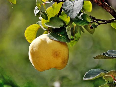 Quince tree, grow quince in the garden caring for a Cydonia tree