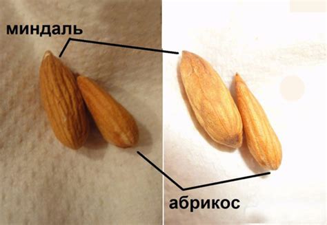 6 отличий миндаля от абрикосовой косточки - Орех Эксперт