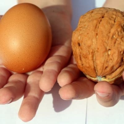 Грецкий орех Великан: описание сорта, характеристики, особенности ...