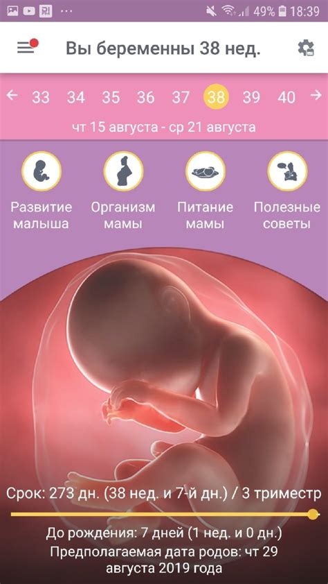Приложение календарь беременности по неделям для Андроид: обзор, отзывы