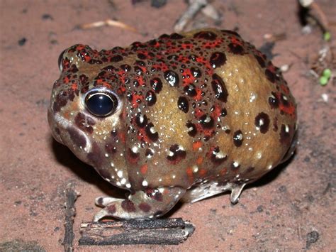 Australian Desert Animals And Plants