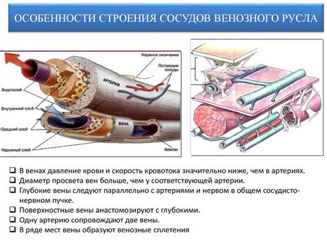Венозный отток - презентация онлайн