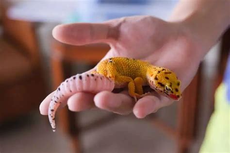 Leopard Gecko Tail Rot: Causes, Symptoms & Prevention