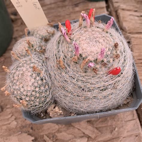 Mammillaria lenta #728 - Mesa Garden