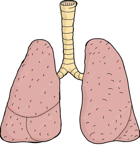 windpipe clipart png vector psd  clipart  transparent