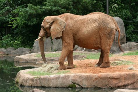 Elephant Wild Wildlife - Free photo on Pixabay - Pixabay