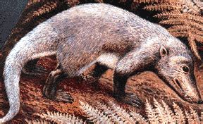 Cynodont - Alchetron, The Free Social Encyclopedia