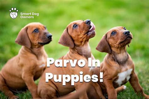 How To Prevent Parvo In Puppies! (Symptoms Of Parvo) - Smart Dog Owners