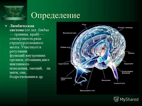 Презентация на тему: "Лимбическая система. Содержание: Определение ...