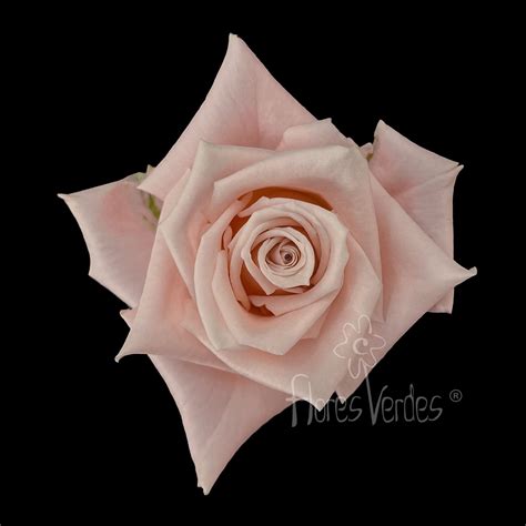 sweet escimo flores verdes